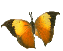 farfalla.gif (20793 byte)