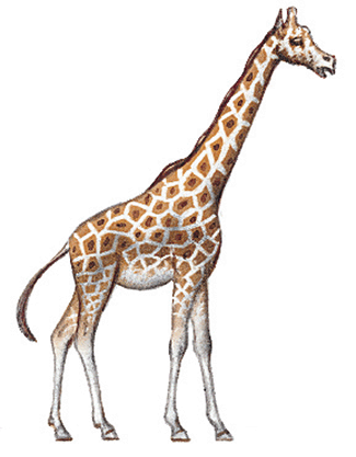 giraffa.gif (39511 byte)