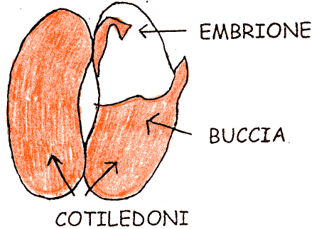 cotiledoni1.gif (18902 byte)