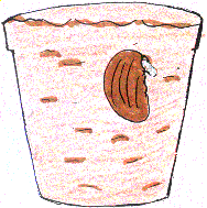 vaso1.gif (13012 byte)